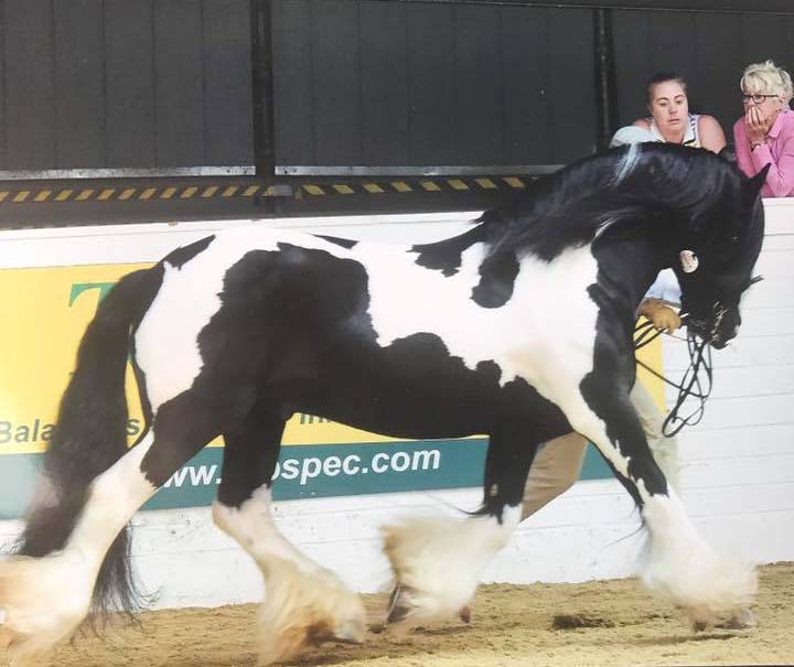 Hermits Ace Of Spades (Patch Of Hermits x Hermits Rocky) - 13.2hh Gypsy Vanner Stallion